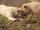 Ca de bou dogo mallorquin